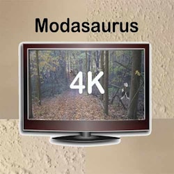 Modasaurus - 4K  