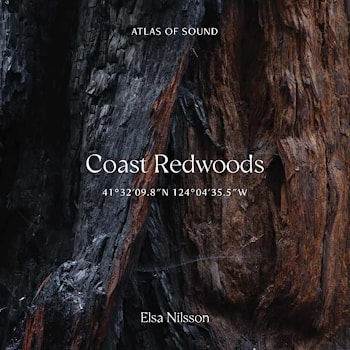 Elsa Nilsson - Coast Redwoods 41°32’09.8”N 124°04’35.5”W  